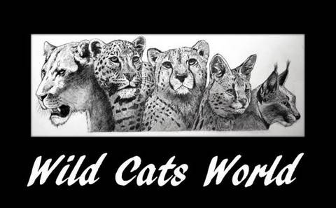 Large cats best sale of the world